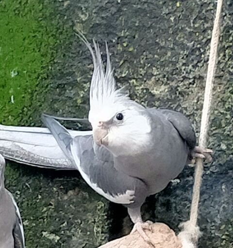 Calopsitte 30 76610 Le havre