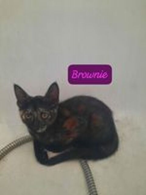   Chats chatons � adopter par association  