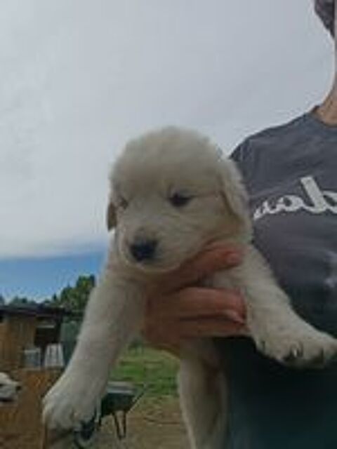   Chiot berger de la Maremme et des abruzzes  