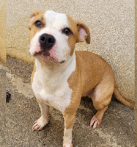   BAKARY, chien type staffie 3 ans 