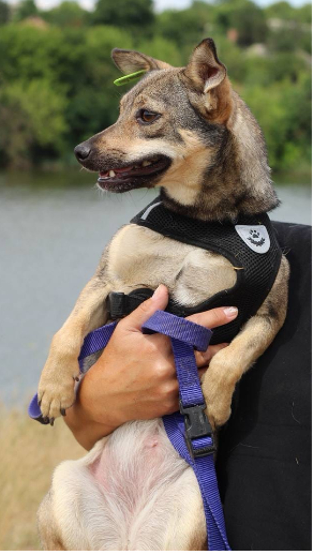   A L'ADOPTION MOLLY  
