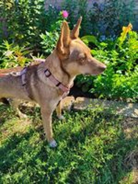   A L'ADOPTION GERA SE TROUVE EN REFUGE UKRAINE 