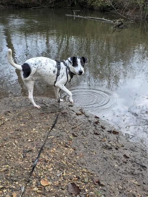 Vador l'adorable petit guerrier tripatte 50 76480 Jumi�ges