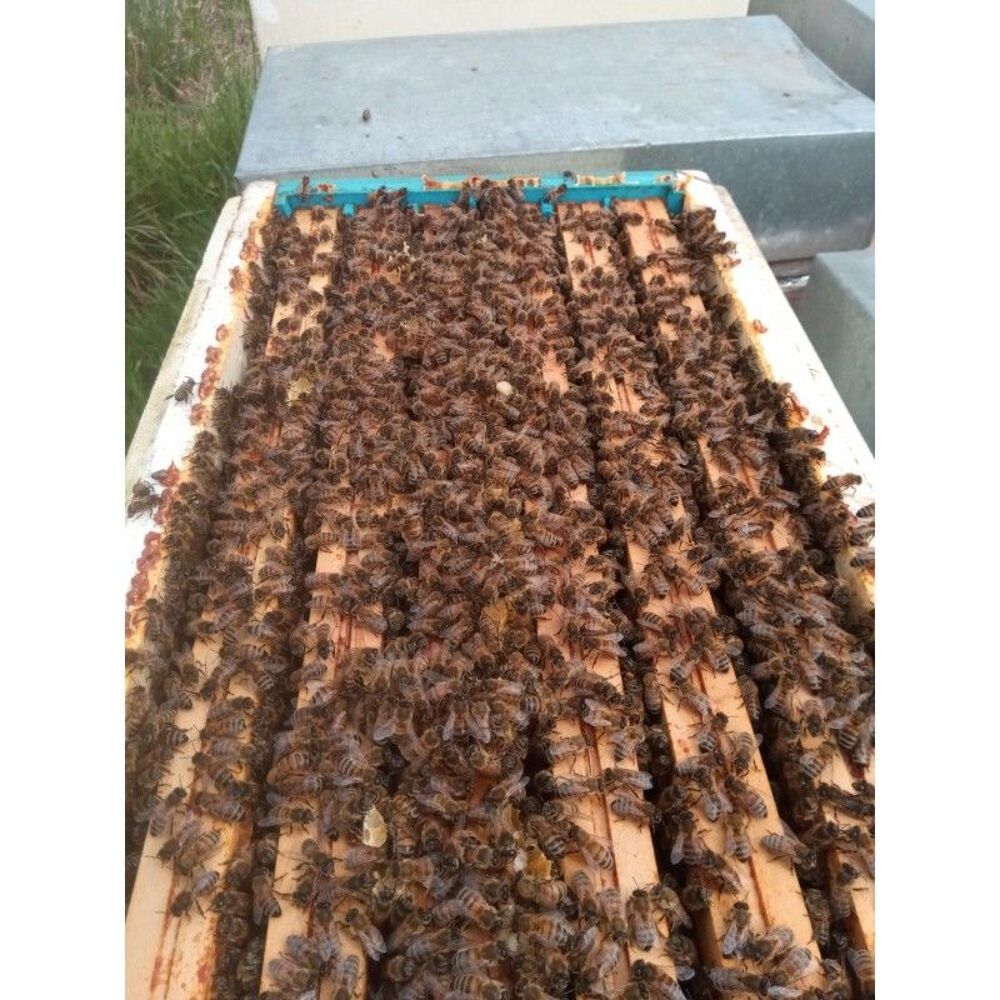   Essaims abeilles 2025
