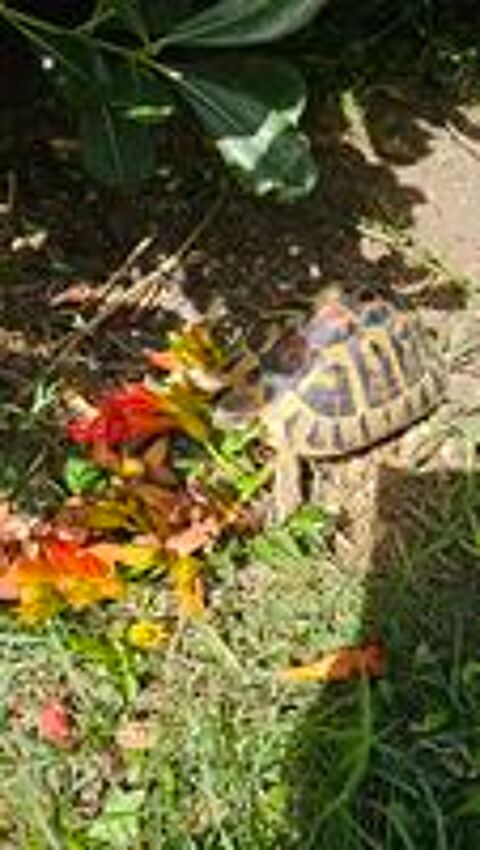   Tortue de terre femelle  