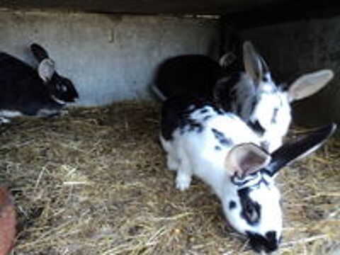   lapin  