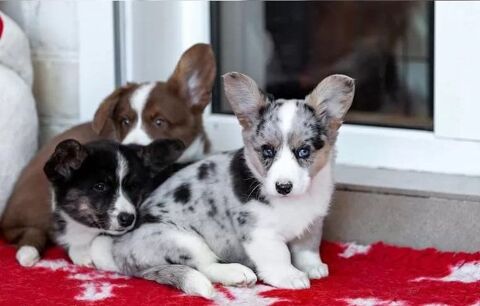 Adorables Chiots Welsh Corgi Pembroke LOF 750 04150 Simiane-la-rotonde