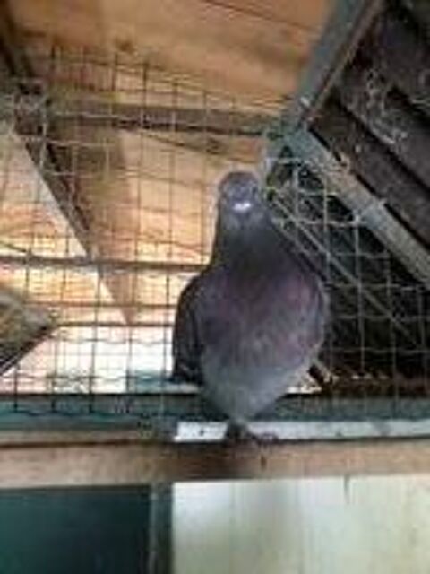   jeunes pigeons croisés cauchois, mâle et femelle. 