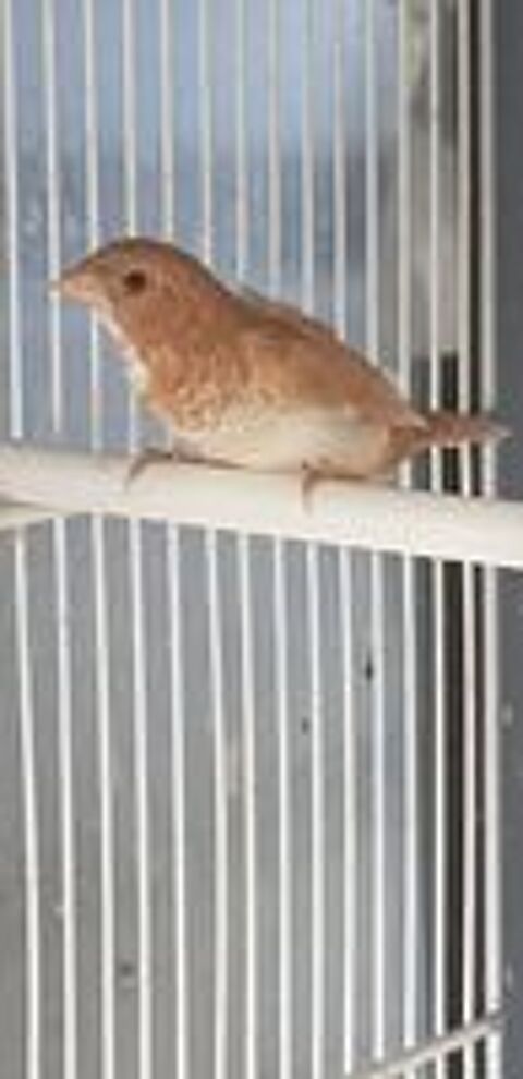   Moineau du japon  
