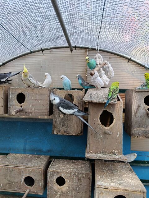 perruche ondul&eacute;e 10 euros pieces &eacute;lev&eacute; en voliere 10 89150 Saint-val�rien