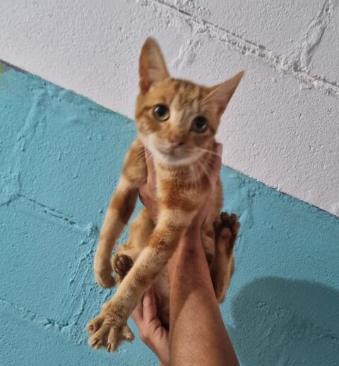 BOBB 180 27620 Gasny