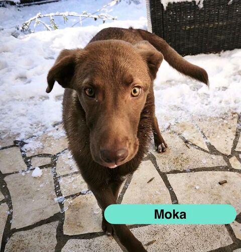Moka, crois&eacute; berger &agrave; adopter 350 44310 La limouzini�re
