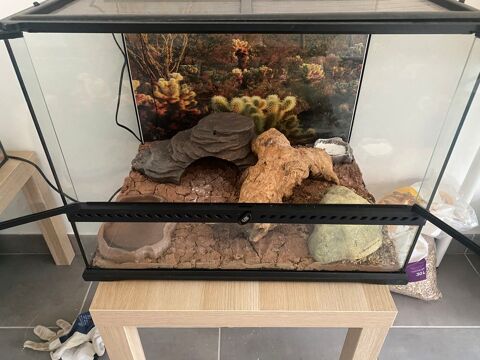 Couple de gecko léopard et terrariums 150 77400 Lagny-sur-marne