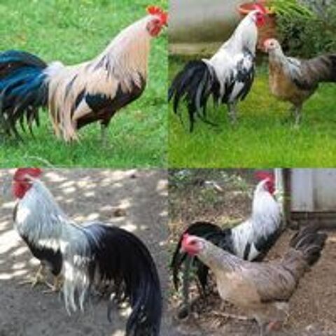   Oeufs Fécondés Phoenix japonais  