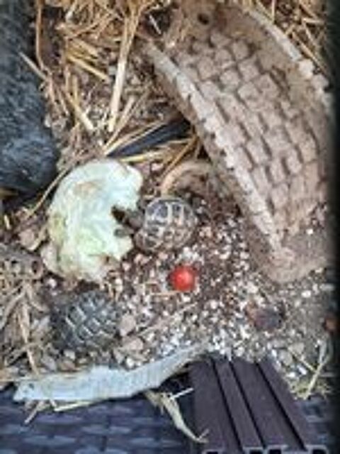   Tortue 2ans   