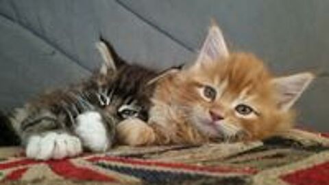   Magnifiques chatons Main coon 
