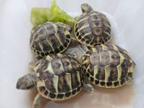   Tortues 