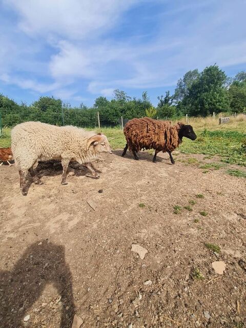 Mouton Ouessant 0 50870 Sainte-pience