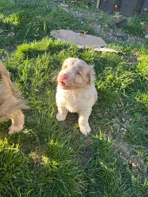 chiot berger australien 0 76500 Elbeuf