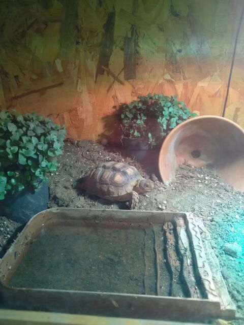 Tortue sulcata 2ans 150 02200 Pernant