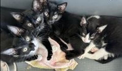   4 chatons noirs et blancs, 2 mois  