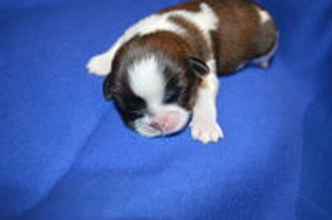   shih tzu à réserver 