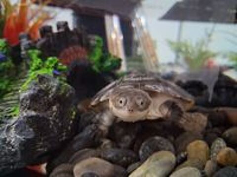   2 tortues d'eau polmedusa  