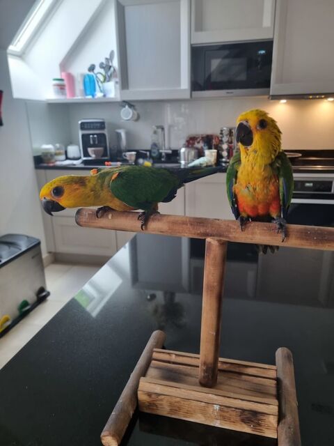 Conure jandaya 300 86380 Marigny-brizay