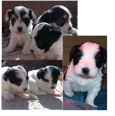  4 BB YORK BIEWER 1200 36220 Martizay