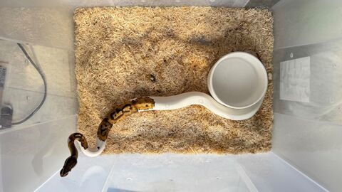 Python reguis juv&eacute;nile piedbal 395 77320 La fert�-gaucher