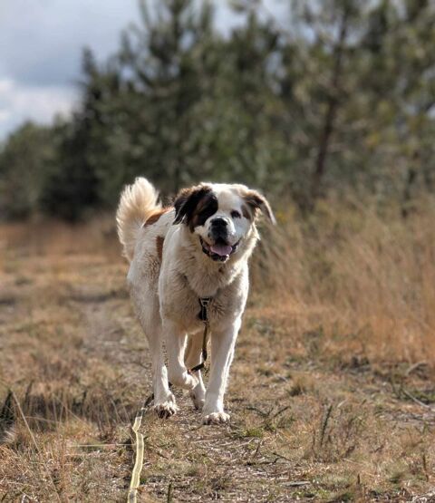 ISATIS, femelle St Bernard, née en 2020 250 35000 Rennes