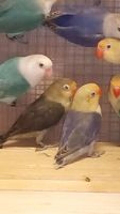   inseparables de fischer 