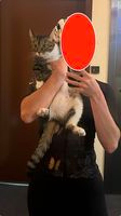   Milly une gentille jeune chatte joueuse et affectueuse. 
