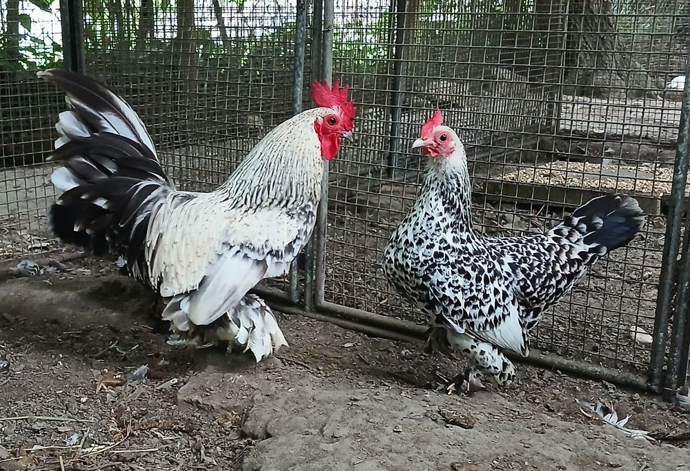   Poule et coq Sabelpoot 