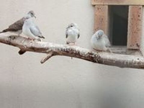   Oiseaux colombe diamant  