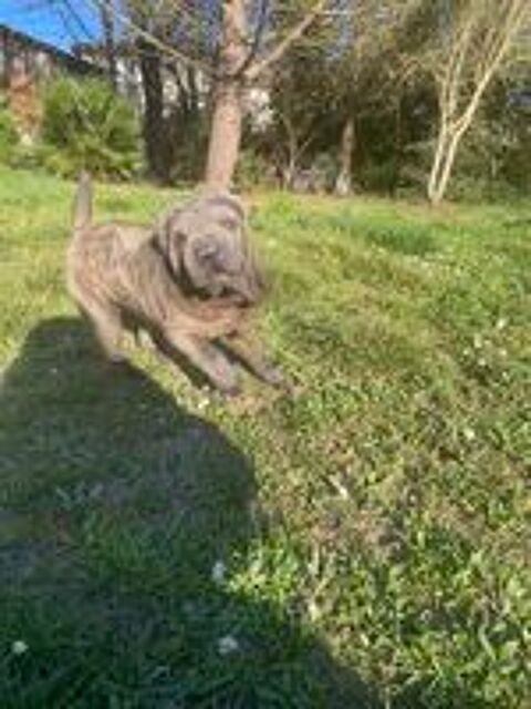   Femelle sharpei de couleur bleu 