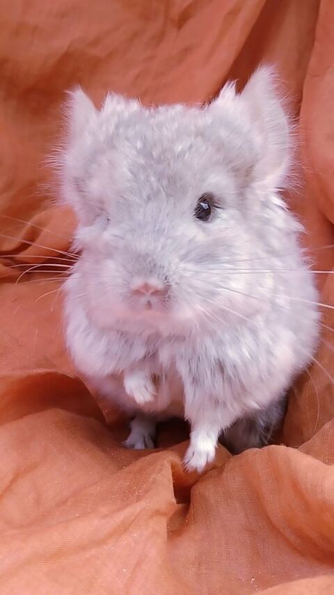 Bebe chinchilla Angora
120 75006 Paris