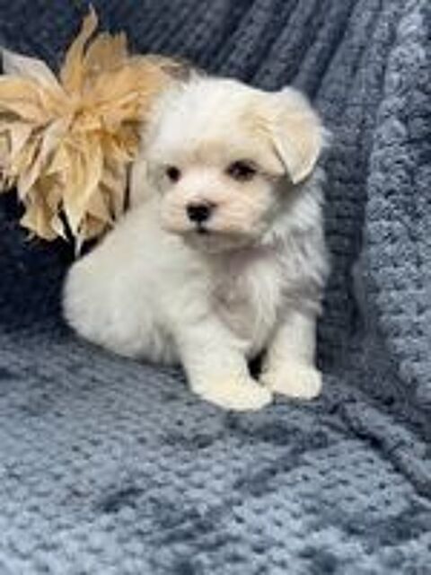   Splendide Super Chiots Bichon Maltais 