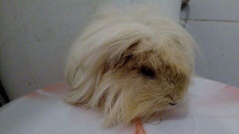petit cochon d'inde m&acirc;le p&eacute;ruvien de 6 mois 20 59100 Roubaix