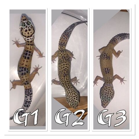 geckos lopards mles 30 Toulouse (31)