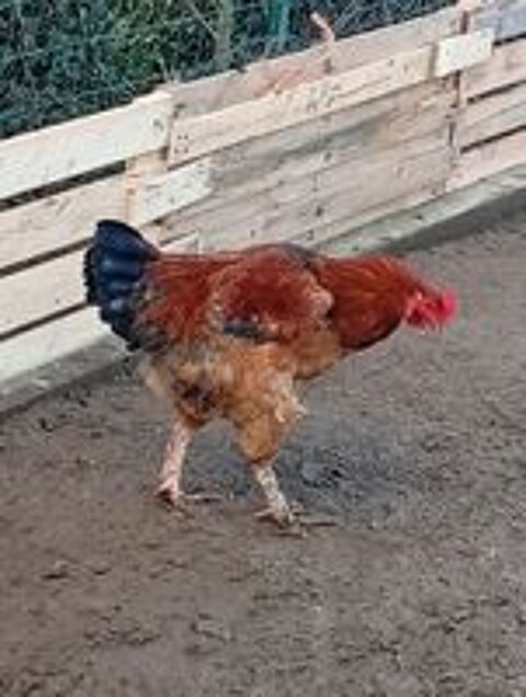   Coq  