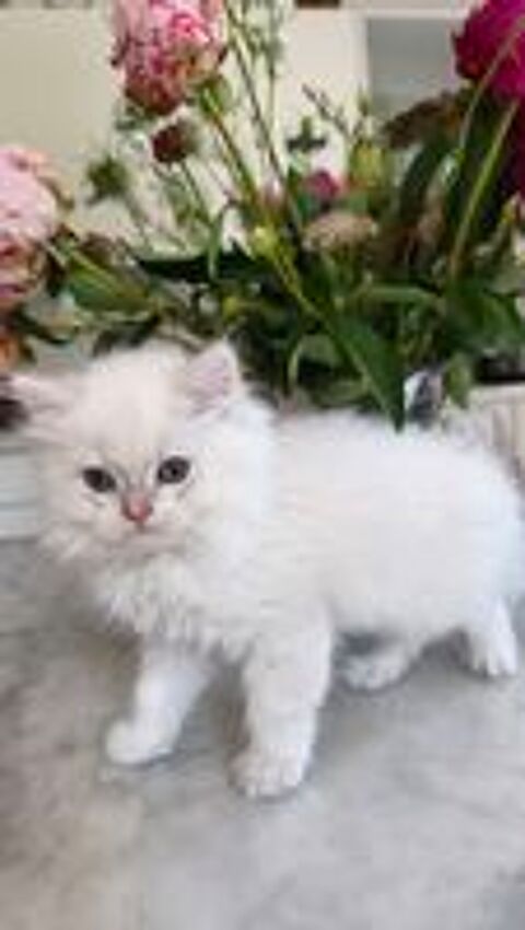   Chatons British longhair  