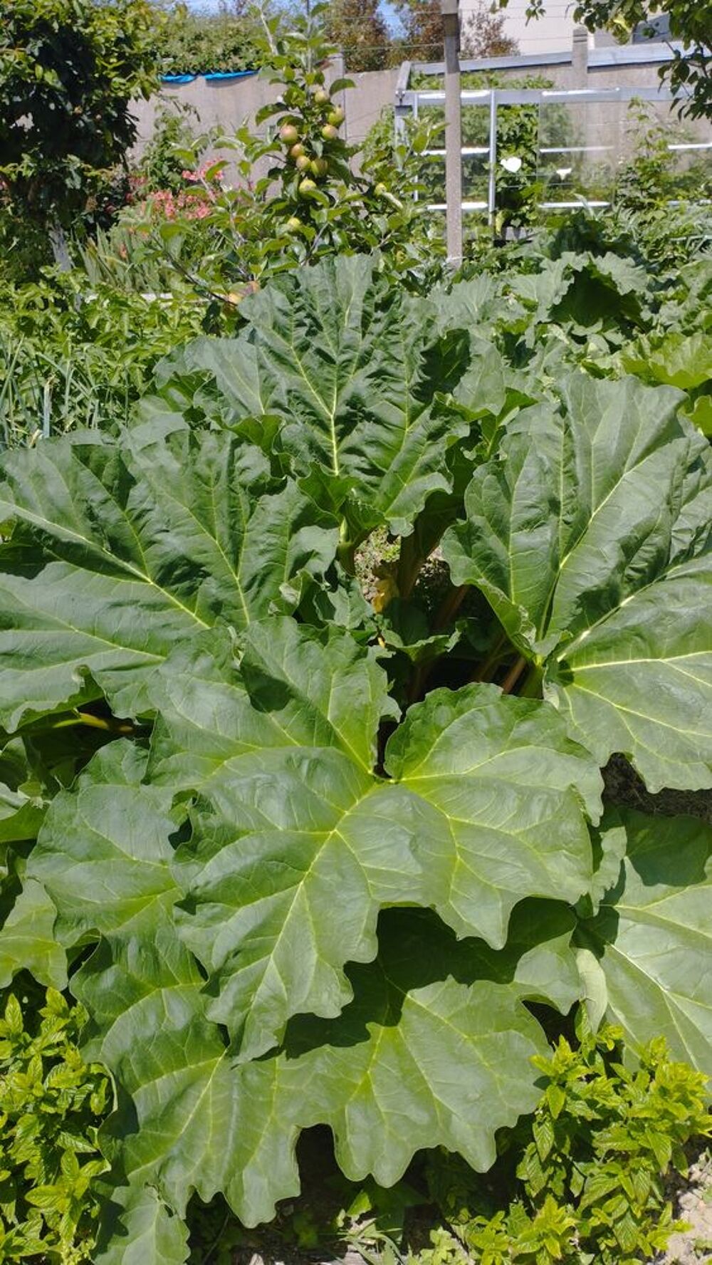 Tr&egrave;s belle rhubarbe du jardin sans traitement Jardin