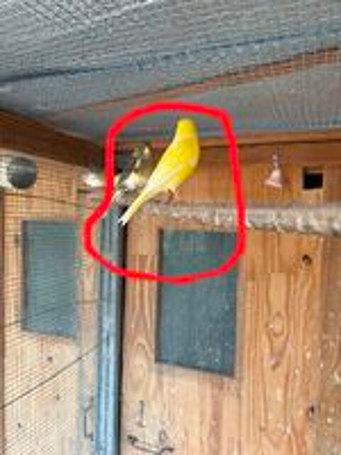  couple canaris 