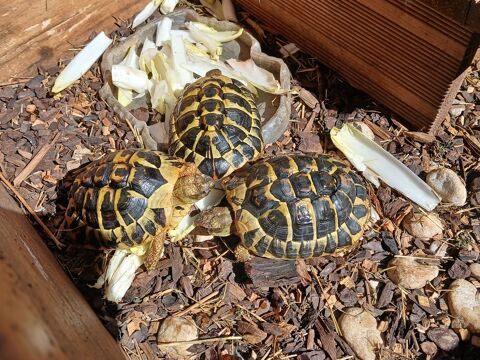Tortues de terre 10 34800 Clermont-l'hérault