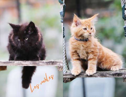 Chatons maine coon 1300 78730 Saint-arnoult-en-yvelines