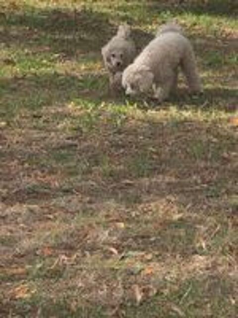   Caniche toy  