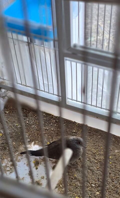 Femelle colombe diamant 10 44400 Rez�