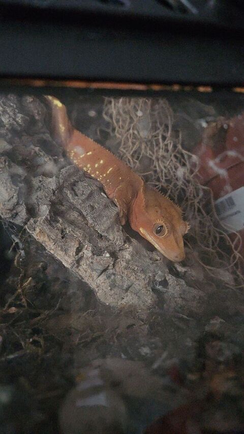 Gecko a crete 100 