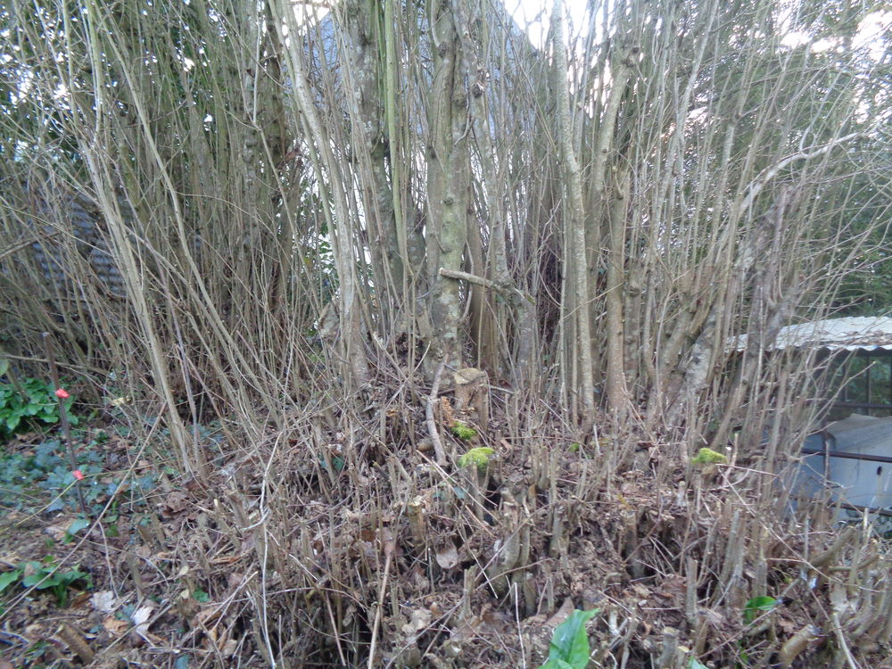 noisetiers Jardin